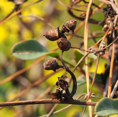 Cuscuta monogyna