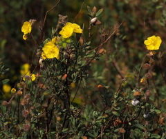 Helianthemum stipulatum