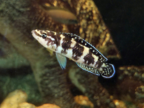 Marlier's julie (Julidochromis marlieri) — Cichlidae — 3