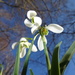 Galanthus nivalis - Photo (c) Mireia Tbt, μερικά δικαιώματα διατηρούνται (CC BY-SA)