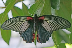 Papilio rumanzovia