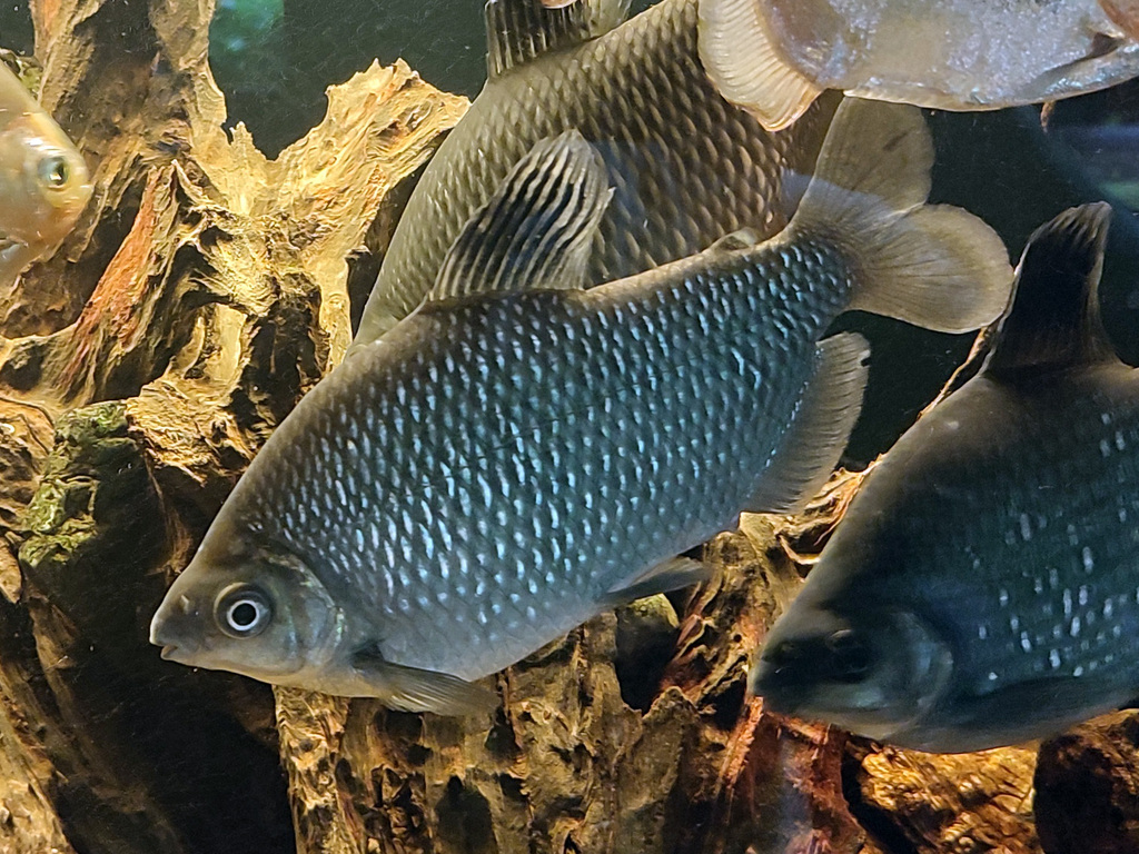 Silver distichodus (Distichodus affinis) — Distichodontidae