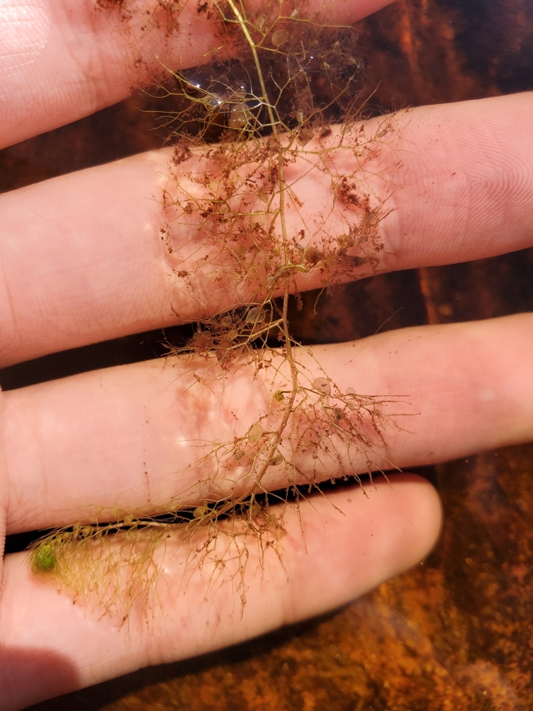 Utricularia geminiscapa Benj. 4