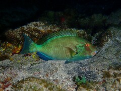 Agassiz's Parrotfish photo 2