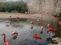 Phoenicopterus