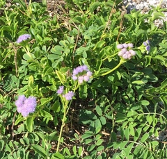 Ageratum maritimum
