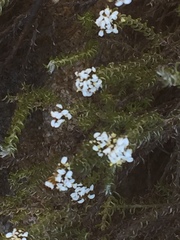 Disparago