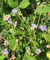 Ageratum maritimum