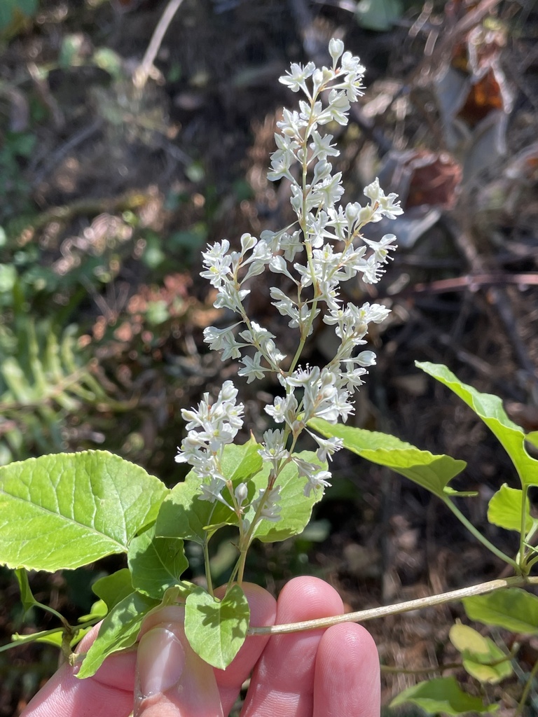 Bukhara fleeceflower (Fallopia baldschuanica)