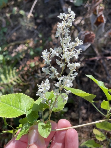 Bukhara fleeceflower (Fallopia baldschuanica)