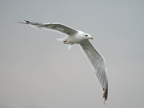 Armenian Gull｜亚美尼亚鸥 参考照片