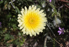 Malacothrix californica
