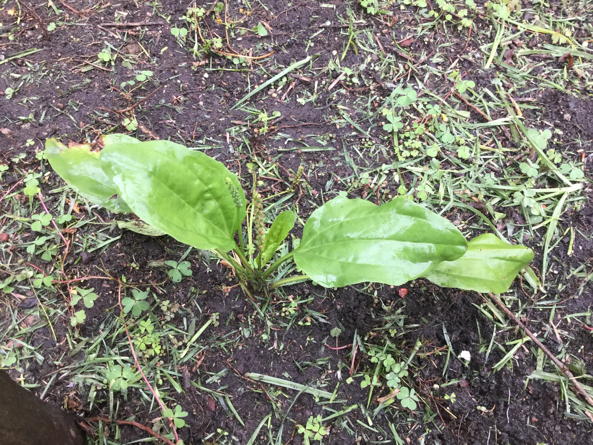 Plantago major image