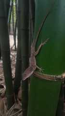 Anolis