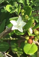 Jacquemontia havanensis