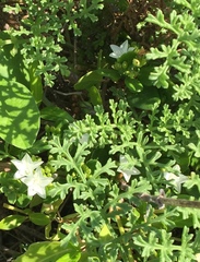 Jacquemontia havanensis