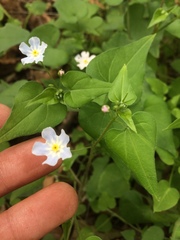 Mimophytum cardiophyllum