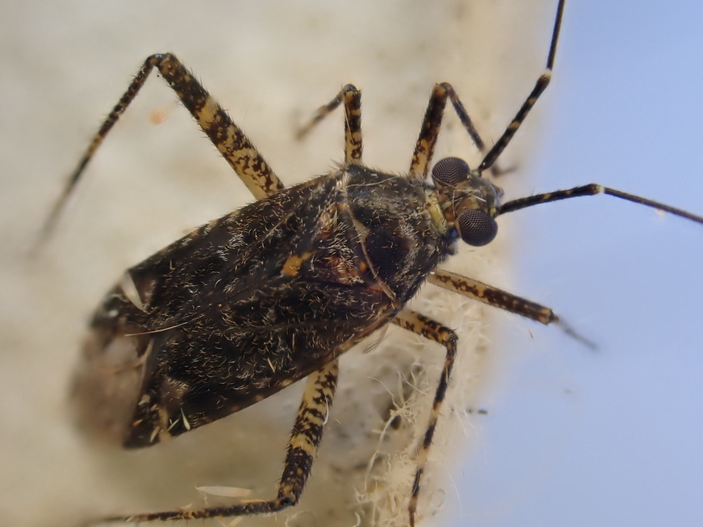 Phytocoris dimidiatus