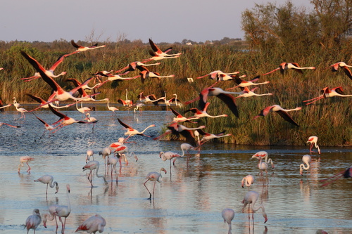 Flamant rose