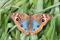 Junonia genoveva hilaris