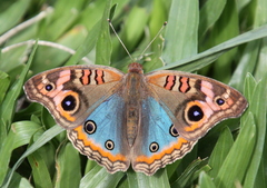 Junonia genoveva hilaris