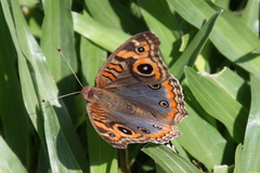 Junonia genoveva hilaris