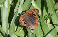 Junonia genoveva hilaris