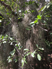 Tillandsia usneoides image