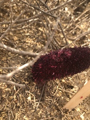 Cynomorium coccineum