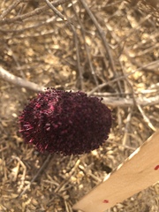 Cynomorium coccineum