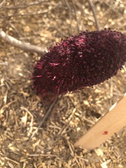 Cynomorium coccineum