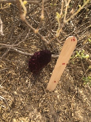 Cynomorium coccineum