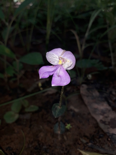 Disperis katangensis
