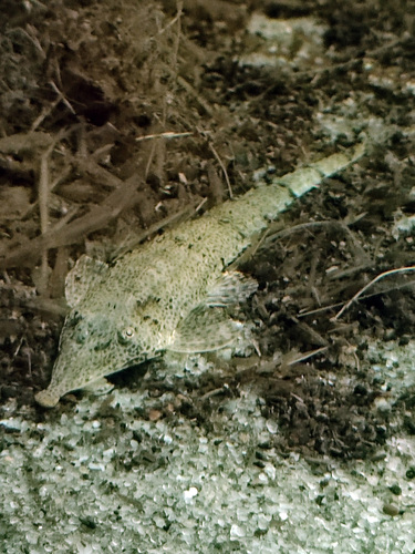 Knobnose whiptail catfish (Hemiodontichthys acipenserinus) — Loricariidae