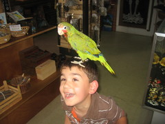 Amazona leucocephala