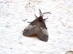 Palasea albimacula