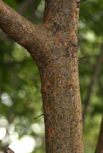 Commiphora mollis (Oliv.) Engl. 2