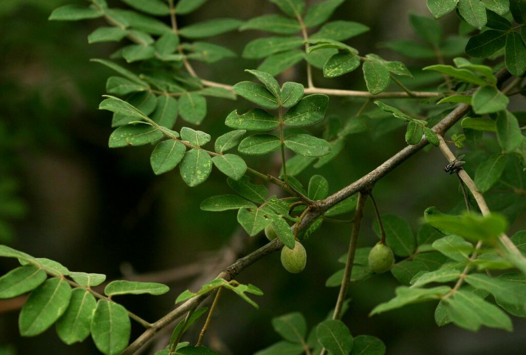 Velvet Corkwood