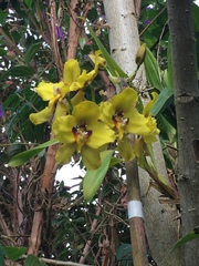 Cyrtochilum macranthum