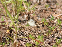 Eurema daira eugenia