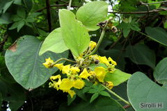 Stigmaphyllon bonariense