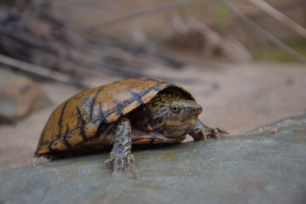 Stripe-necked Musk Turtle (Herpetofauna of Middle Tennessee) · iNaturalist