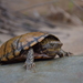 Stripe-necked Musk Turtle - Photo (c) Matthew Welc, some rights reserved (CC BY-NC-ND), uploaded by Matthew Welc
