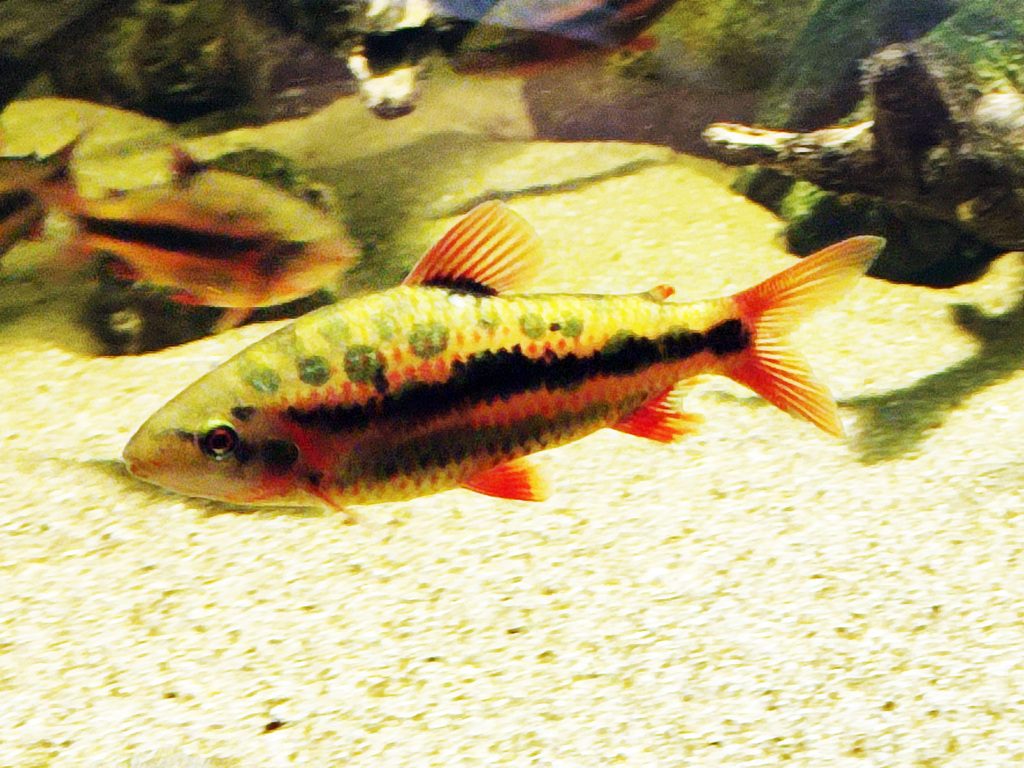 Gevlekte kopstaander (Leporinus maculatus) — Anostomidae
