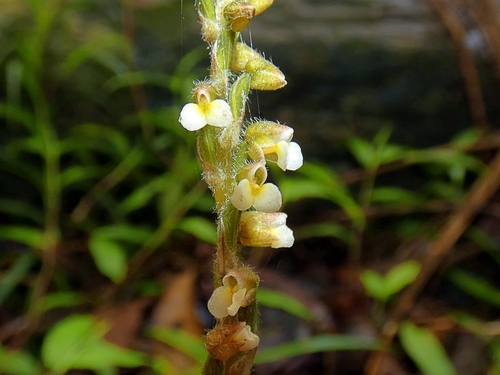 Image of Zeuxine oblonga by (c) Kai Squires, some rights reserved (CC BY)