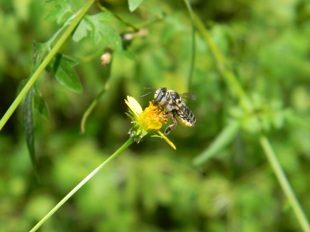 Megachile curta