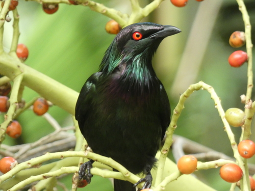 Metallic Starling (Aplonis metallica), photo 10