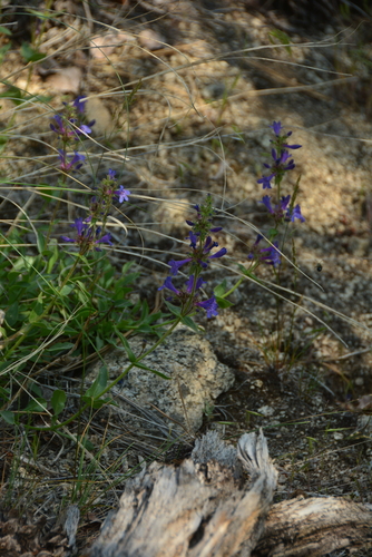 Image of Penstemon pruinosus by no rights reserved
