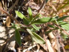 Phacelia breweri