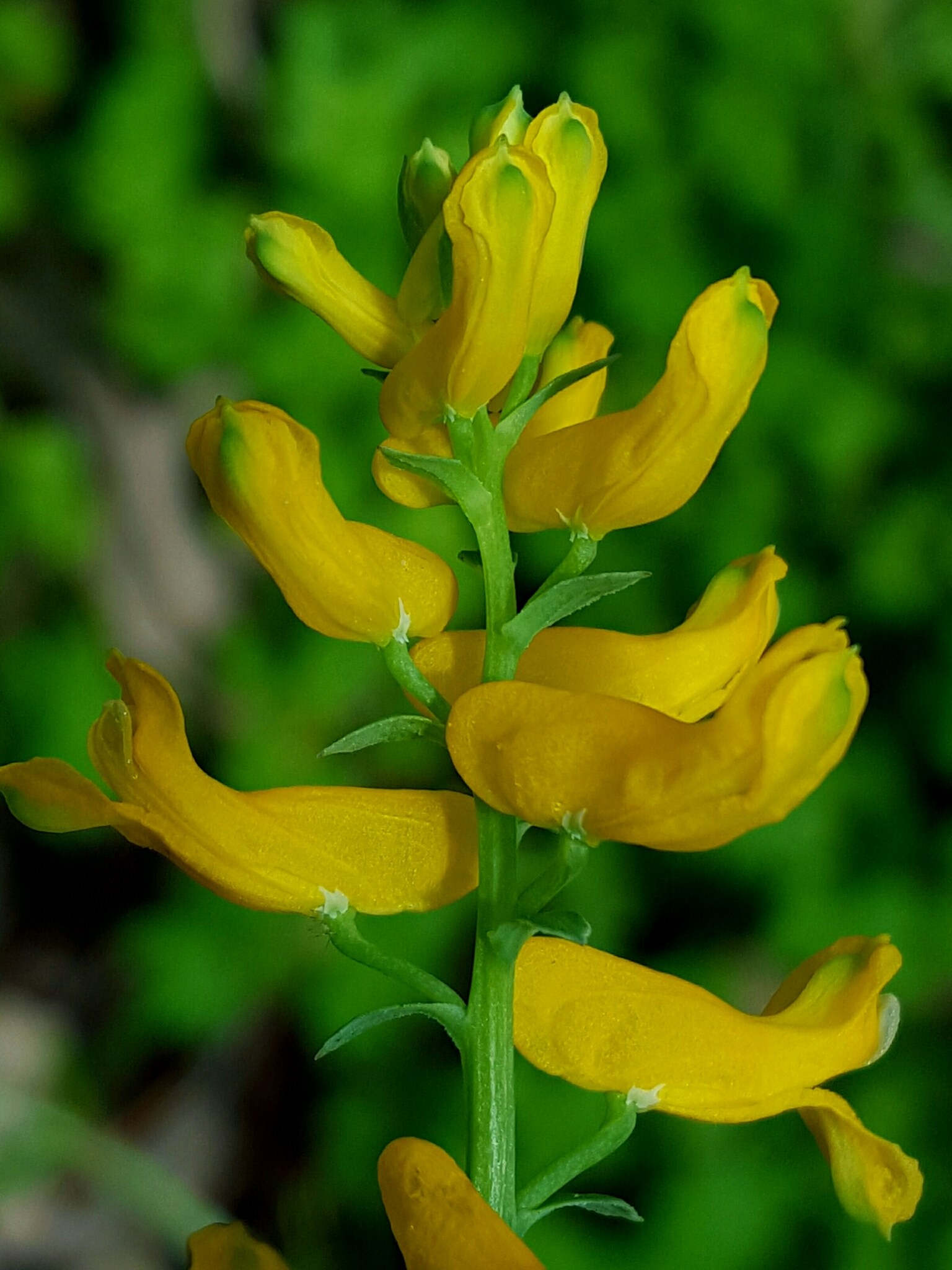 Corydalis micrantha